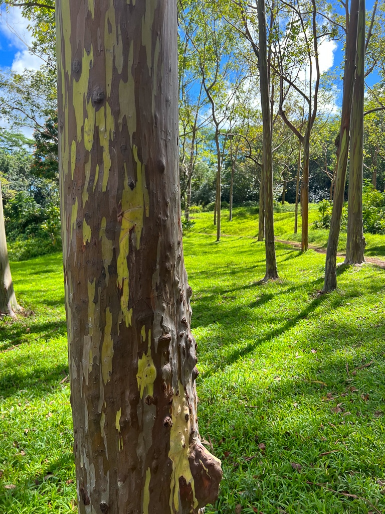 rainbow eucalyptus trees Keahua Arboretum