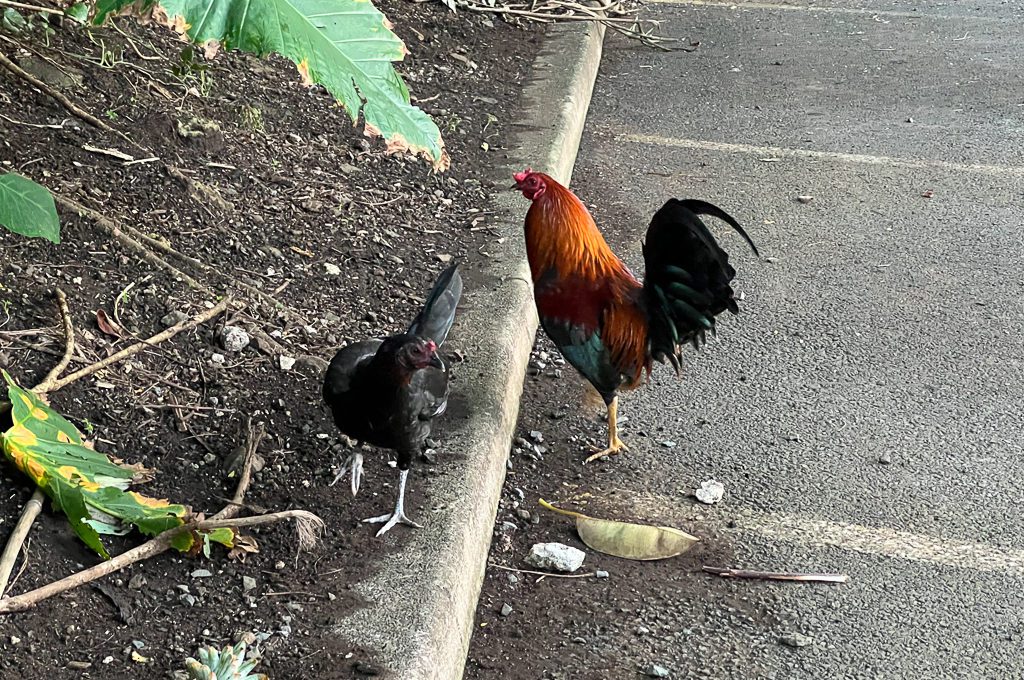 Manoa Falls rooster