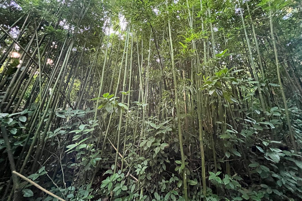 Manoa Falls trail bamboo forest