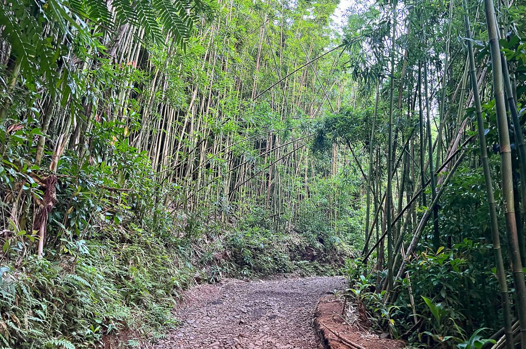 Manoa Falls trail bamboo forest