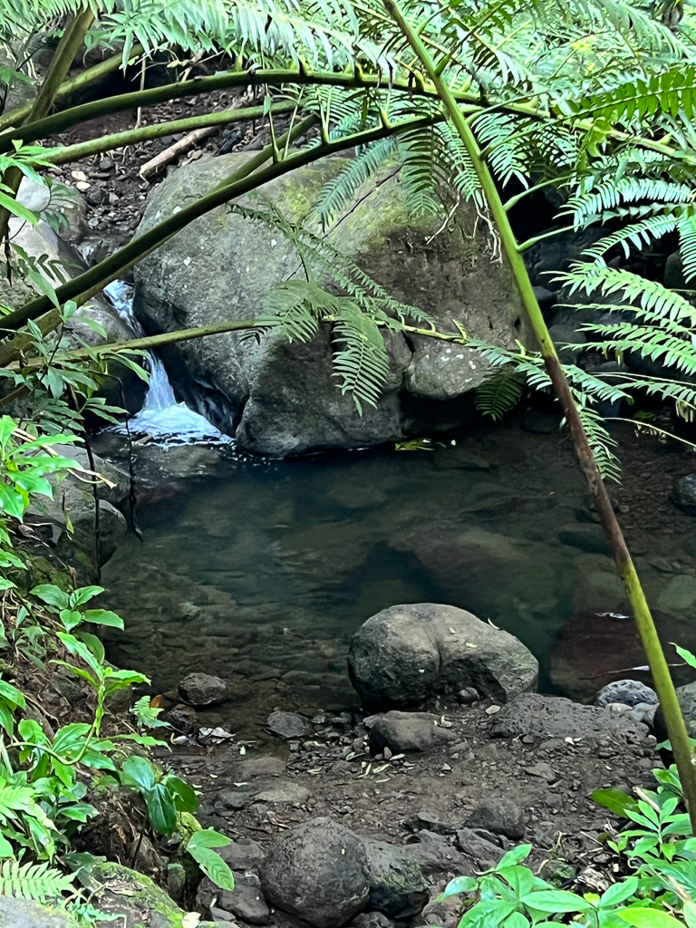 Manoa Falls trail creek