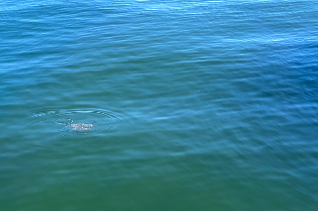 Sea turtle at USS Arizona Memorial