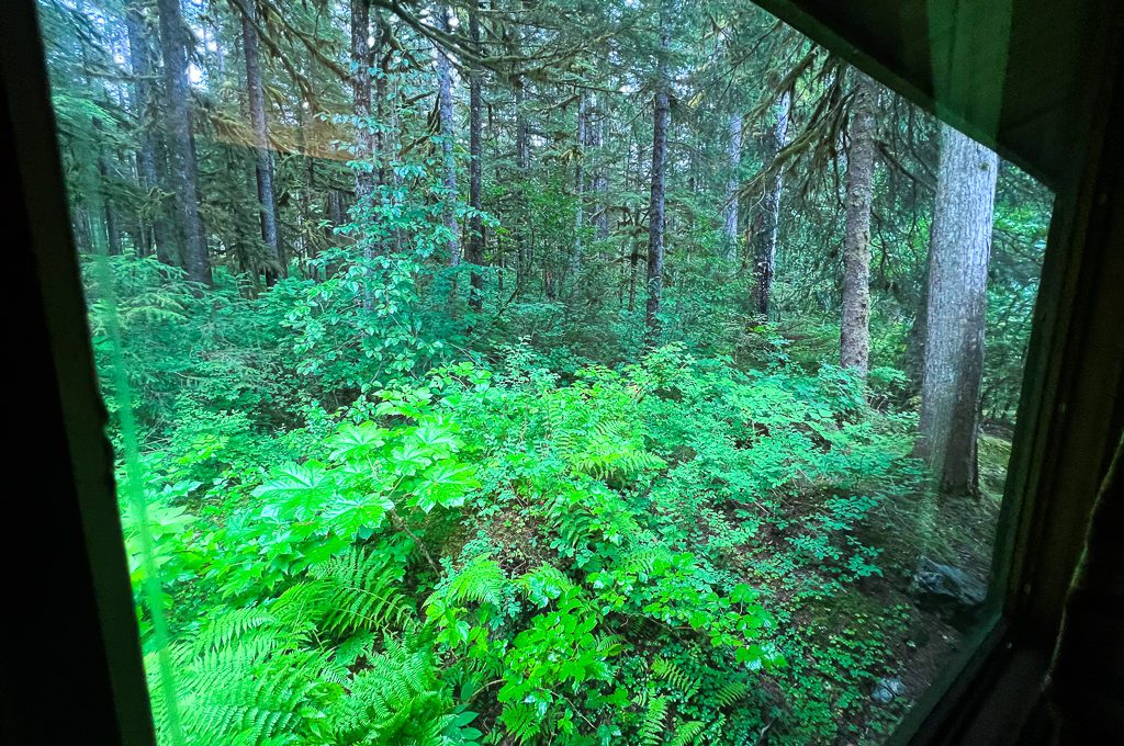 Glacier Bay Lodge cabin forest view