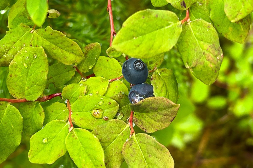 Glacier Bay Lodge hiking trail blueberries