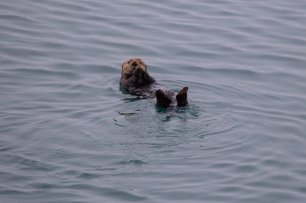 Glacier Bay National Park boat tour otter