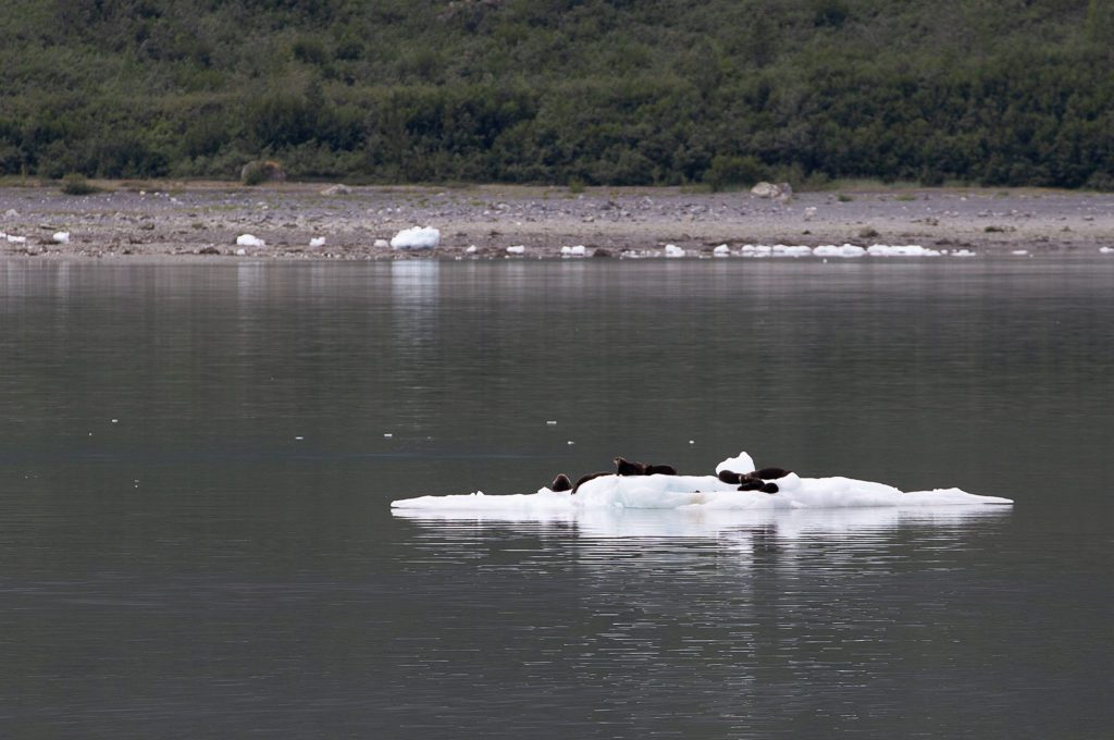Glacier Bay National Park iceberg