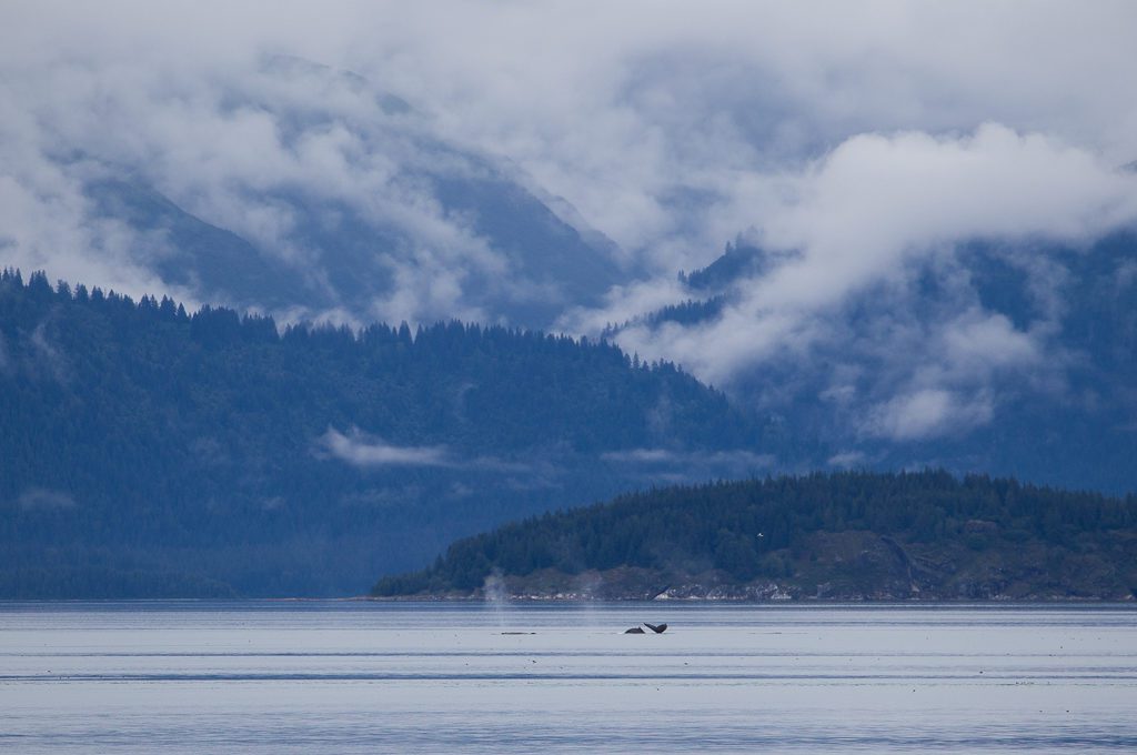 Glacier Bay National Park boat tour humpback whales