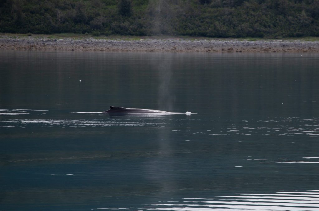 Glacier Bay National Park boat tour humpback whale
