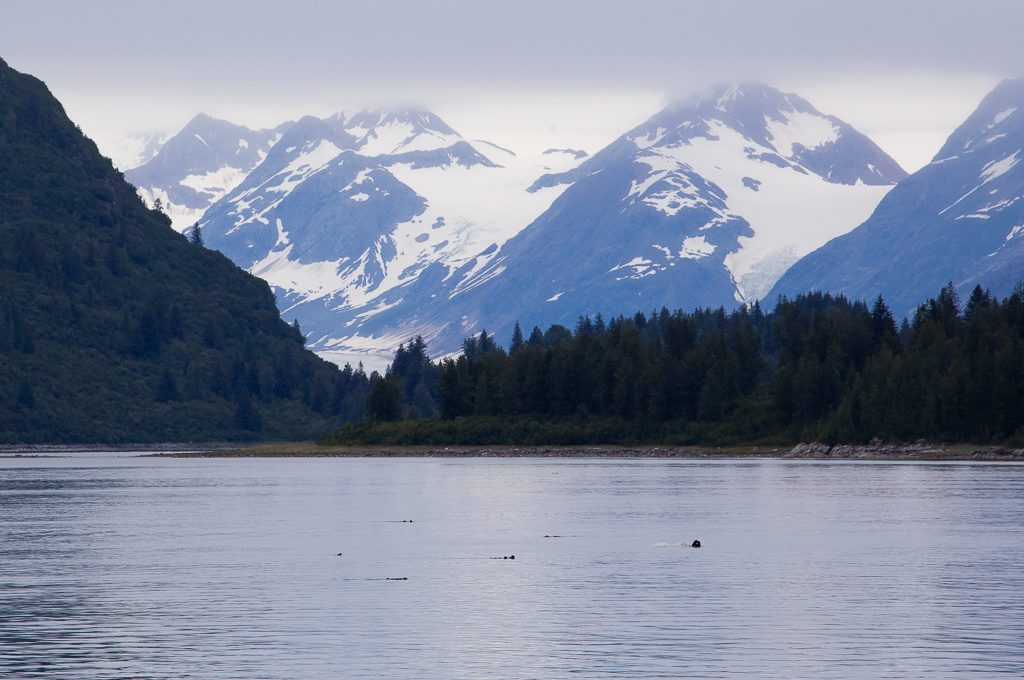 Glacier Bay National Park boat tour otters