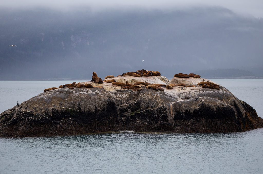 Glacier Bay National Park South Marble Island seals