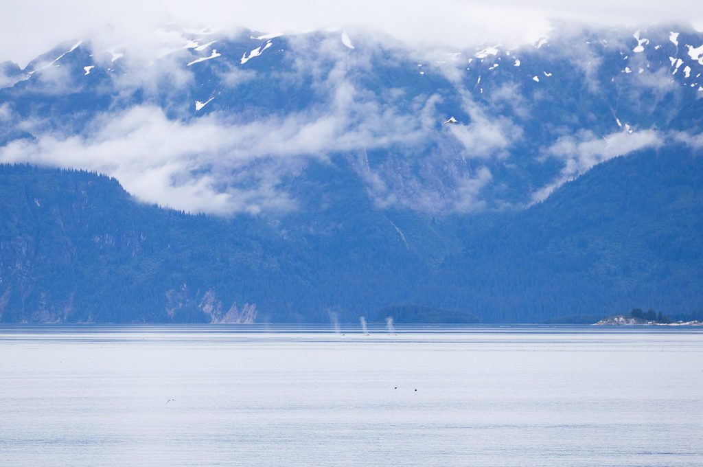 Glacier Bay National Park boat tour humpback whales