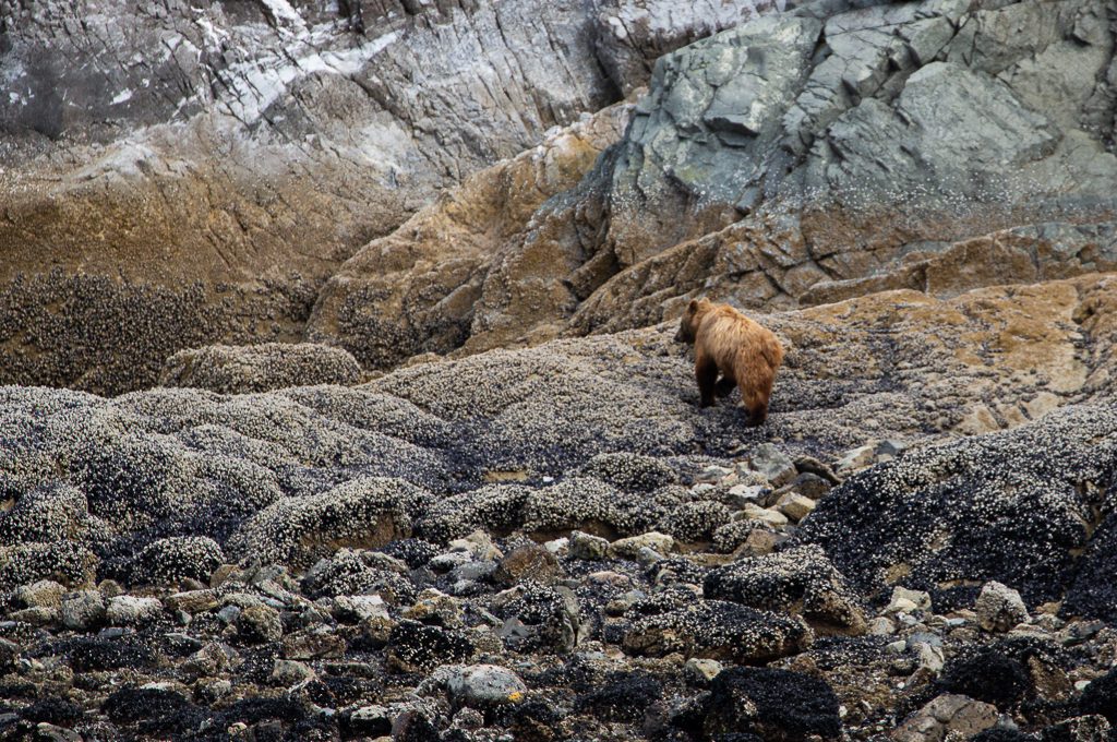 Glacier Bay National Park boat tour brown bear