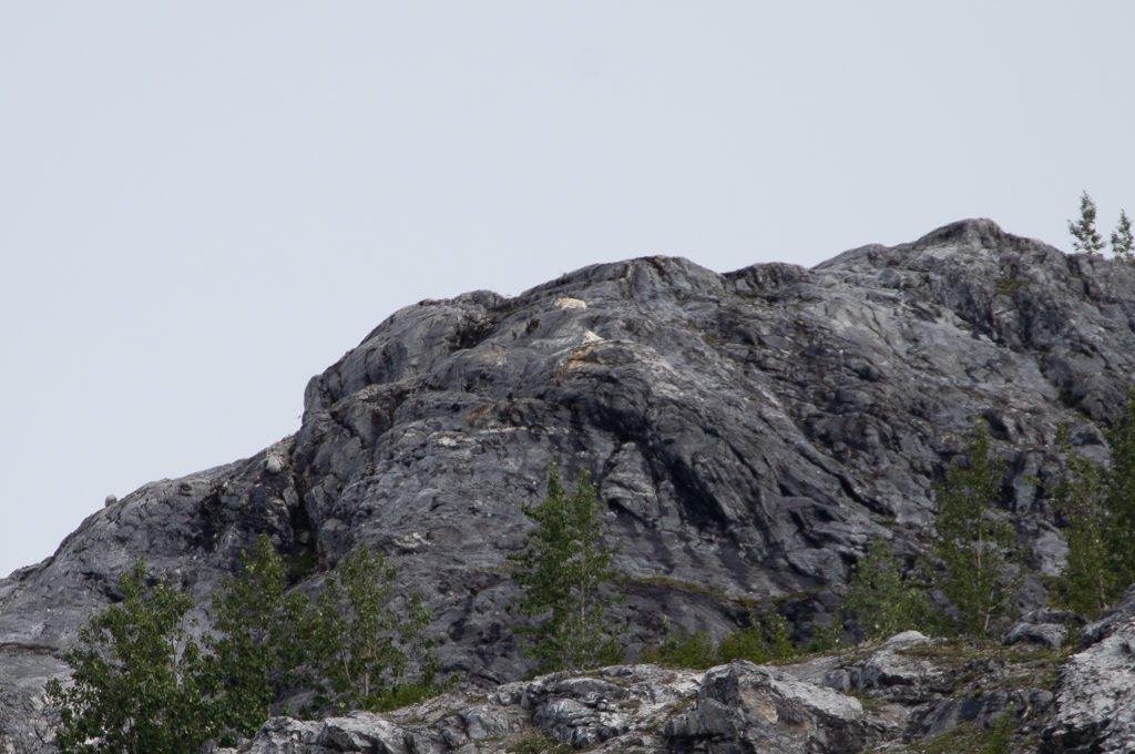 Glacier Bay National Park boat tour Mountain goats