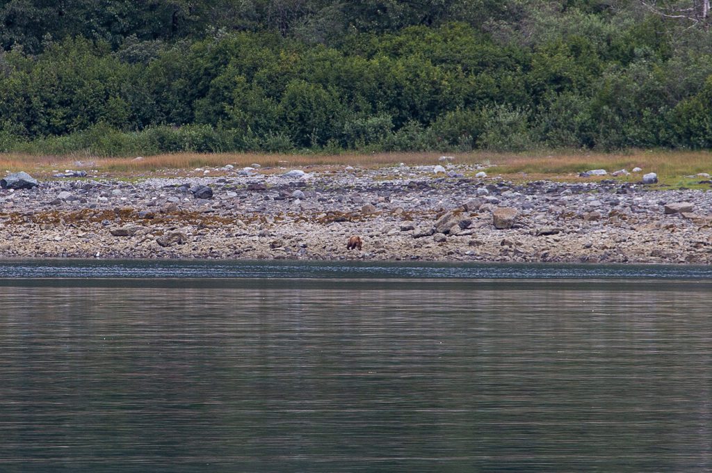 Glacier Bay National Park boat tour brown bear
