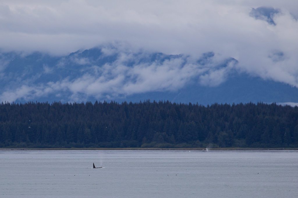 Glacier Bay National Park boat tour orca