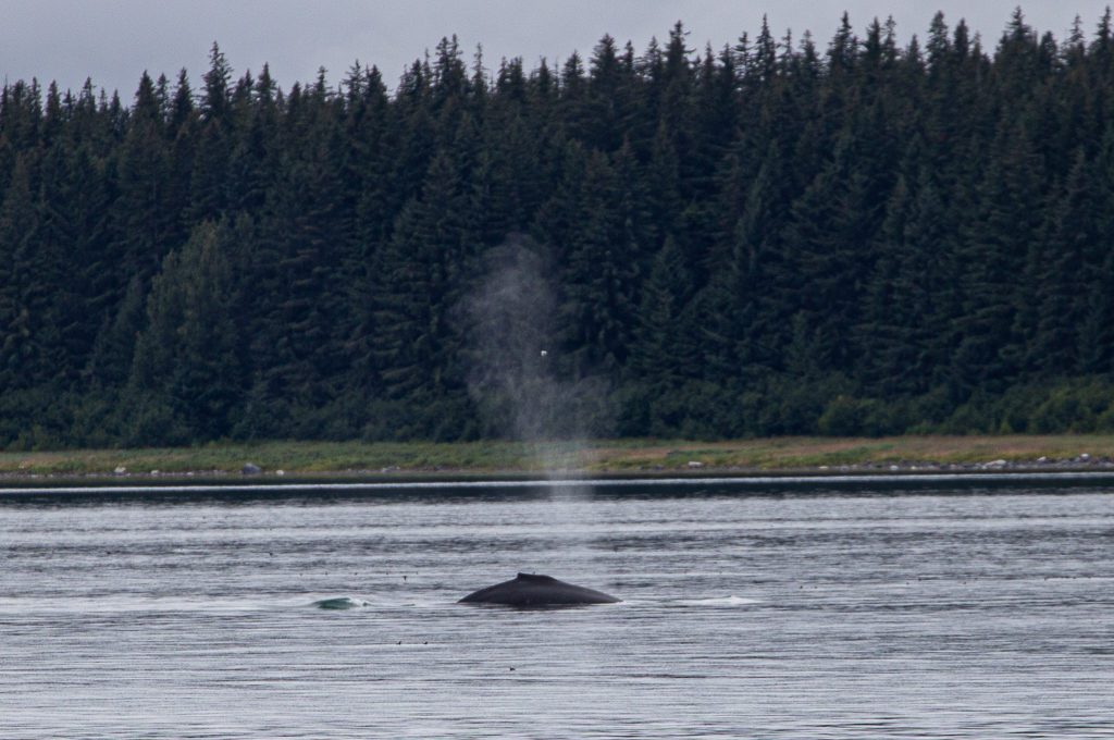 Glacier Bay National Park boat tour humpback whale