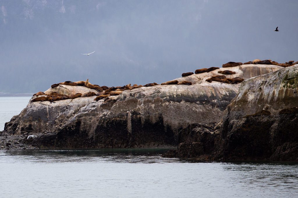 Glacier Bay National Park South Marble Island seals
