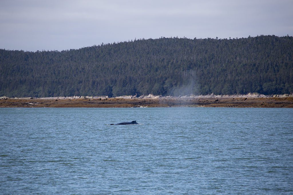 Juneau Whale Watching humpback