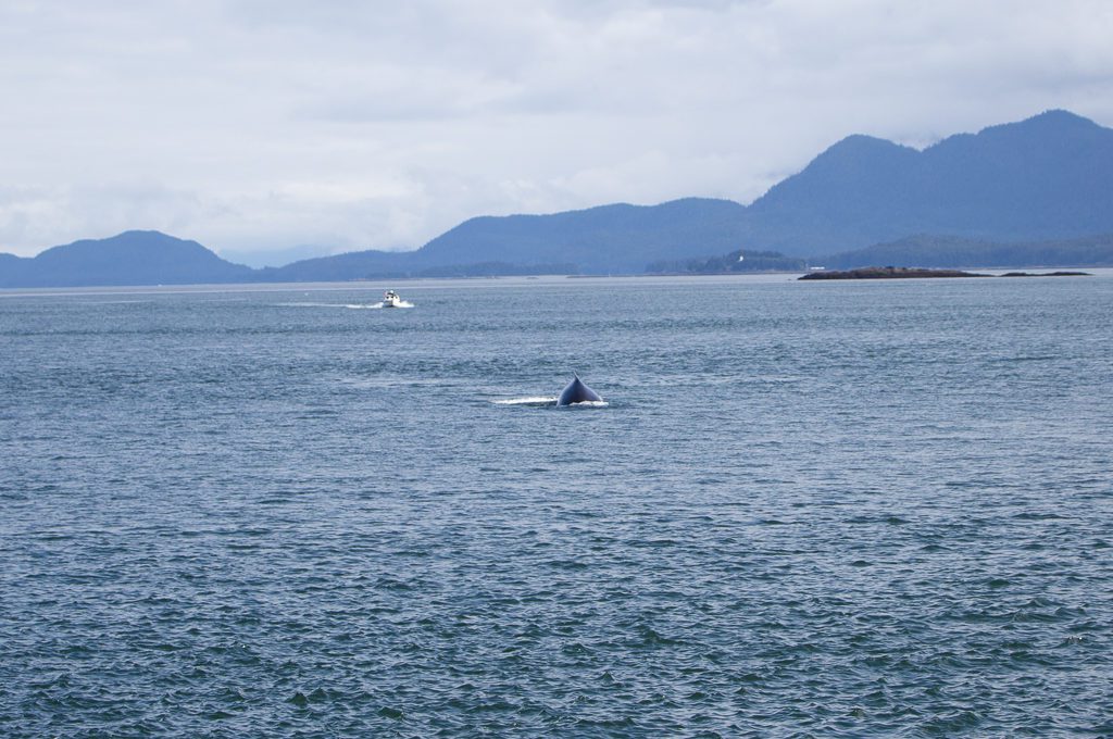 Juneau humpback Whale