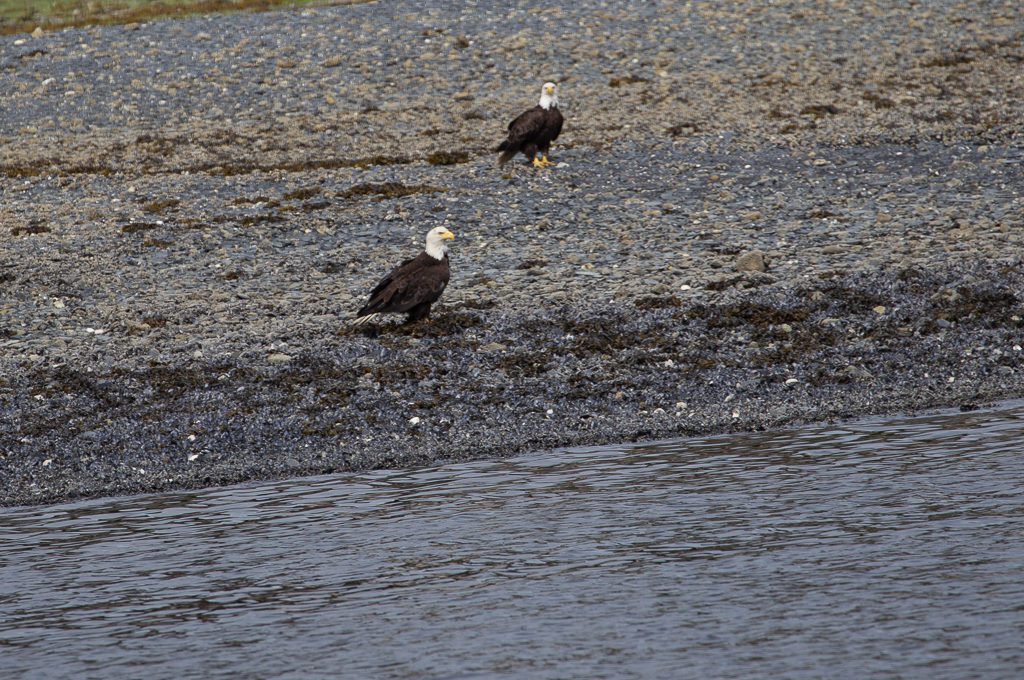 Juneau Whale Watching bald eagle