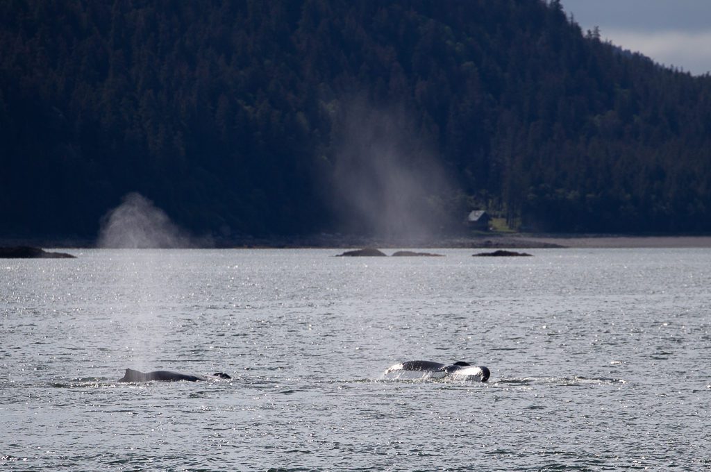 Juneau Whale Watching humpback