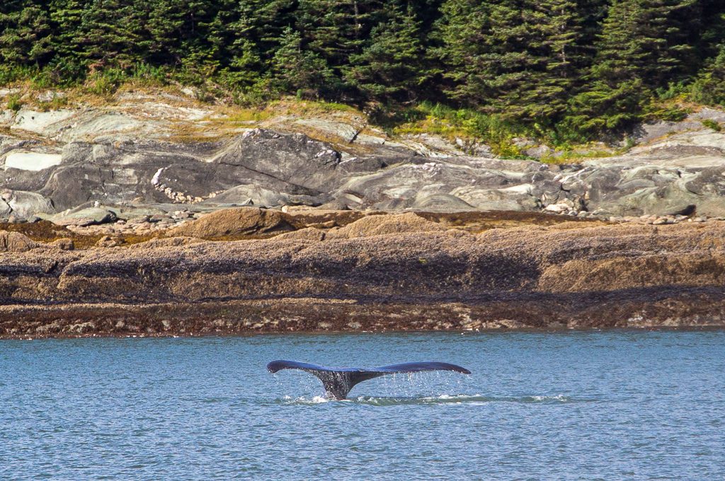 Juneau humpback Whale fluke