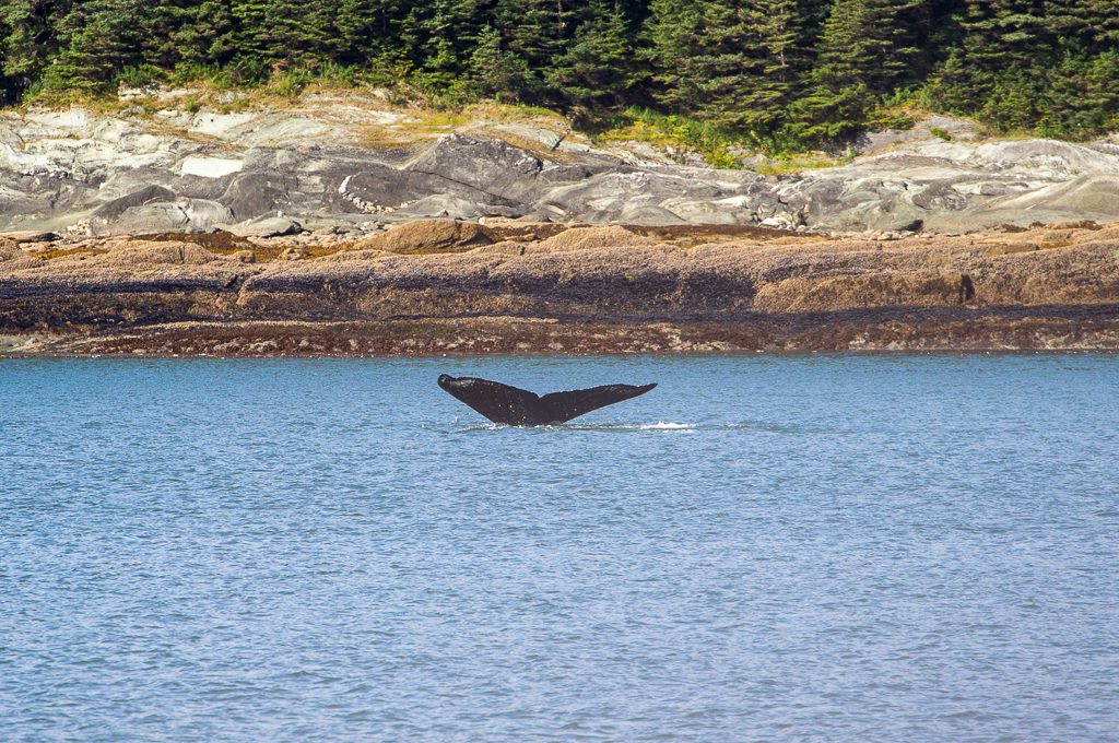 Juneau Whale Watching humpback fluke