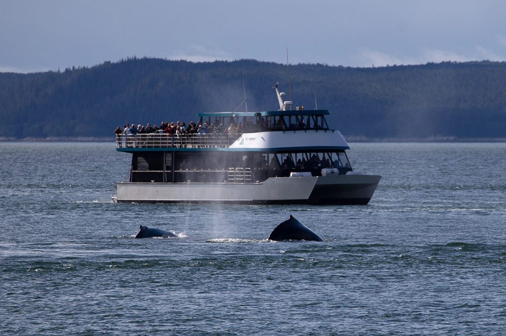 Juneau Whale Watching