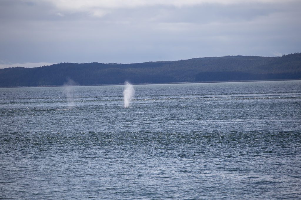 Juneau Whale Watching humpback spout