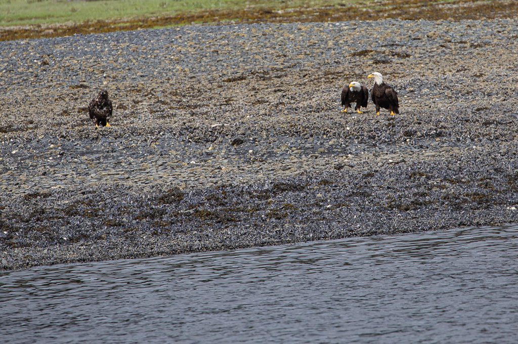Juneau Whale Watching eagles