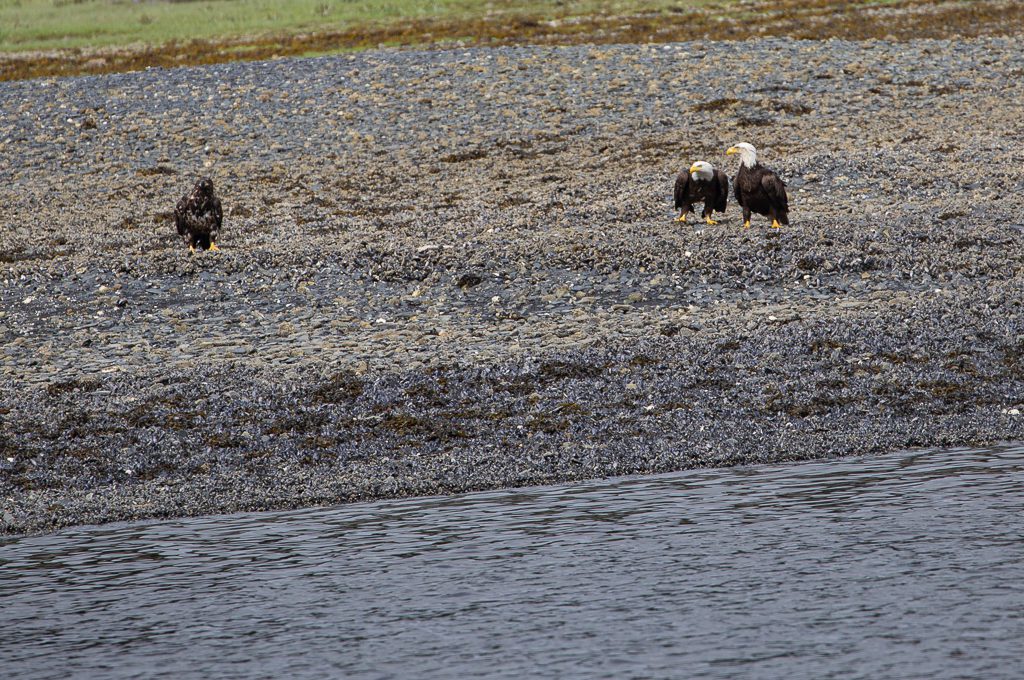 Juneau Whale Watching eagles