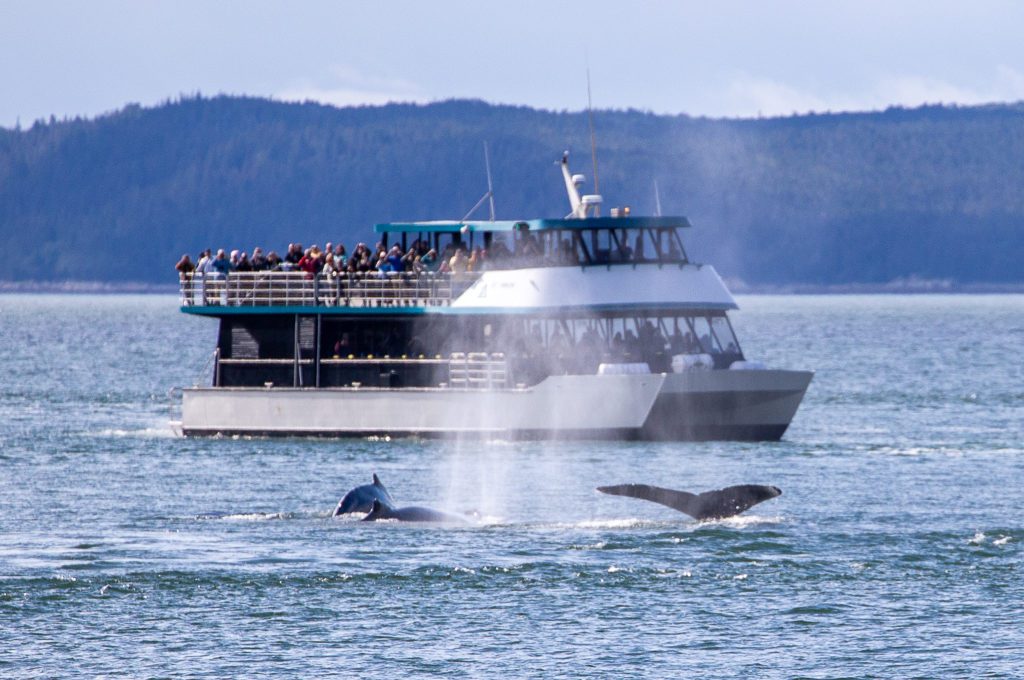 Juneau Whale Watching humpback 