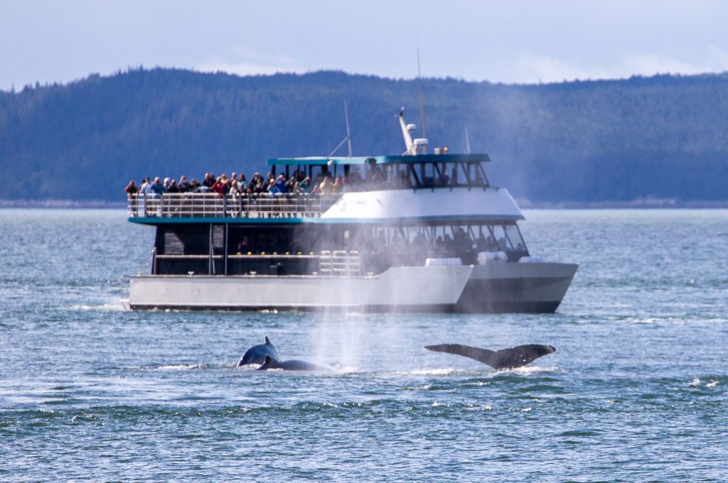 Juneau Whale Watching humpback