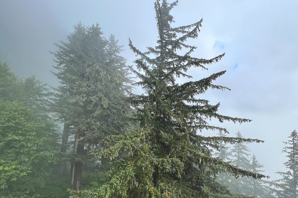 Mount Roberts Tramway view