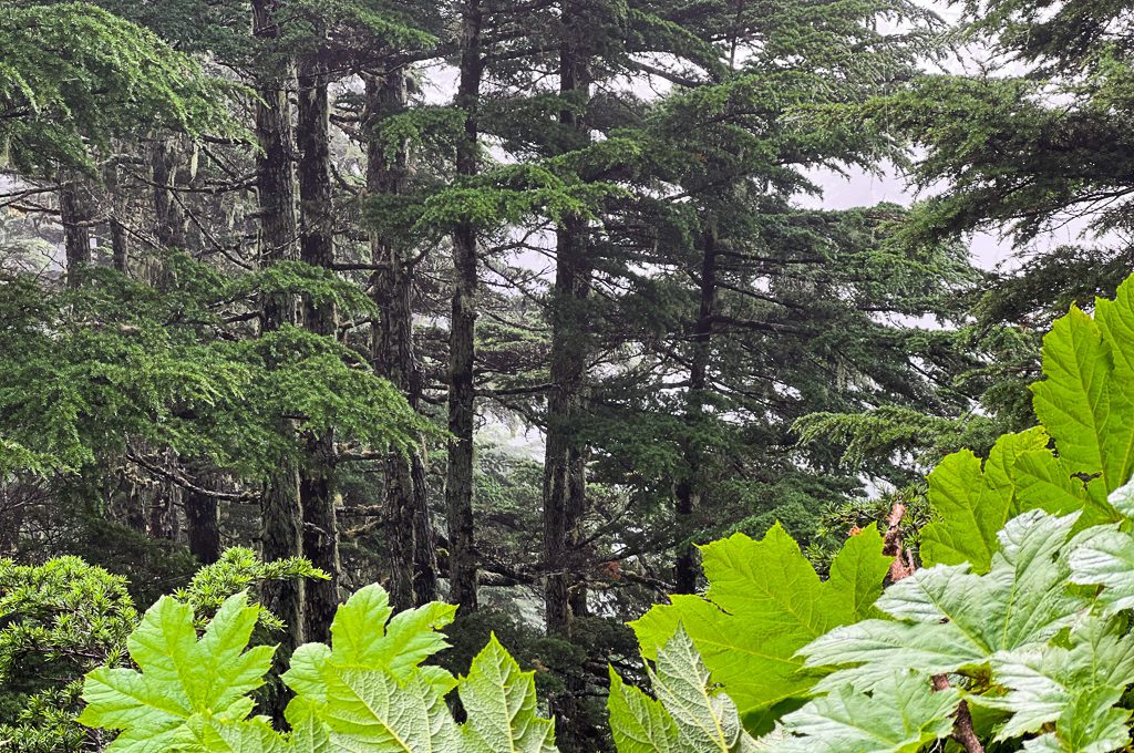 Mount Roberts Tramway hiking trail