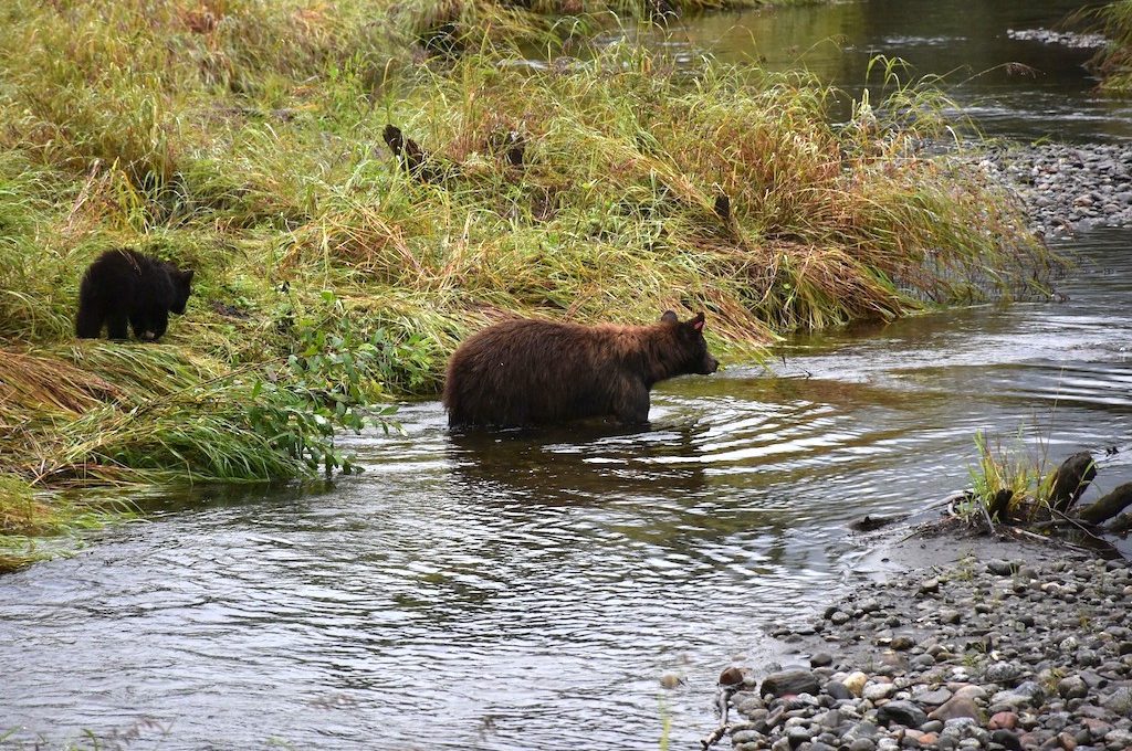 Mendenhall Glacier visitor Center steep Creek black bear