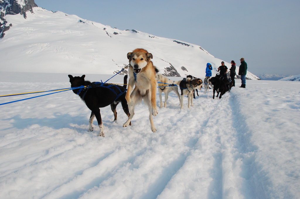 Mendenhall Glacier dog sled