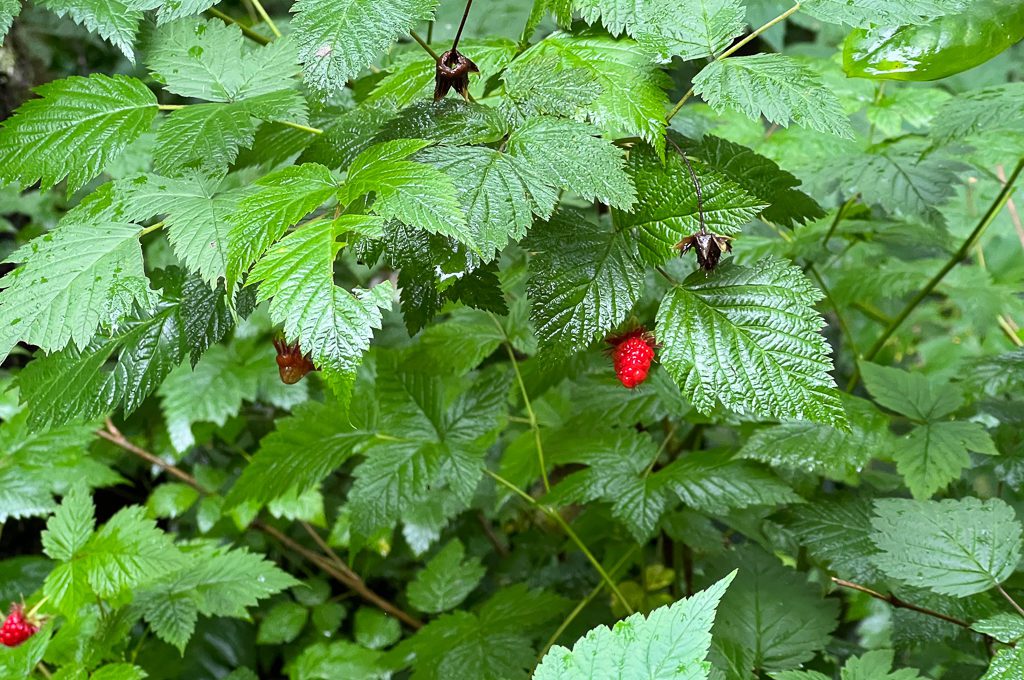 Gold Creek Salmon Bake salmon berries