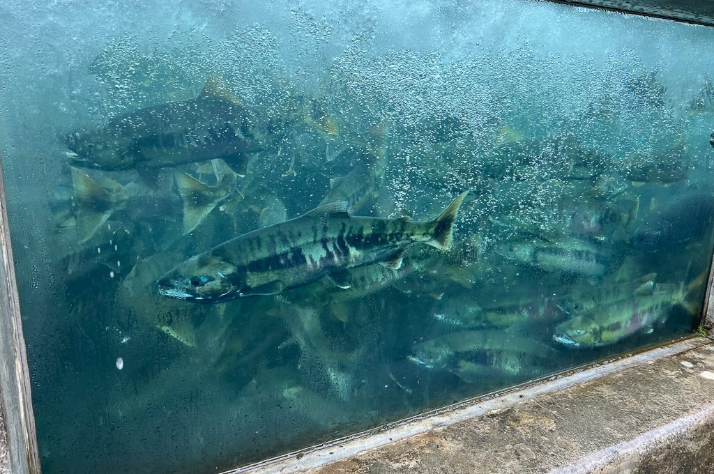 DIPAC's Macaulay Salmon Hatchery Juneau