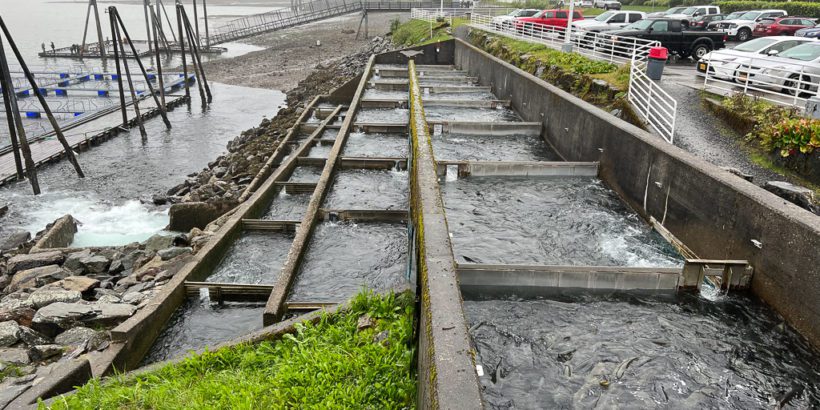 salmon hatchery tour juneau