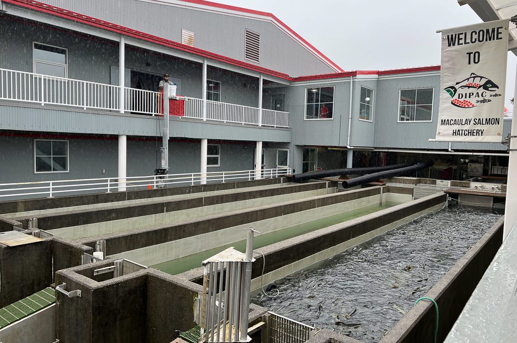 salmon hatchery tour juneau