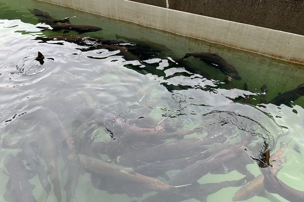 DIPAC's Macaulay Salmon Hatchery Juneau