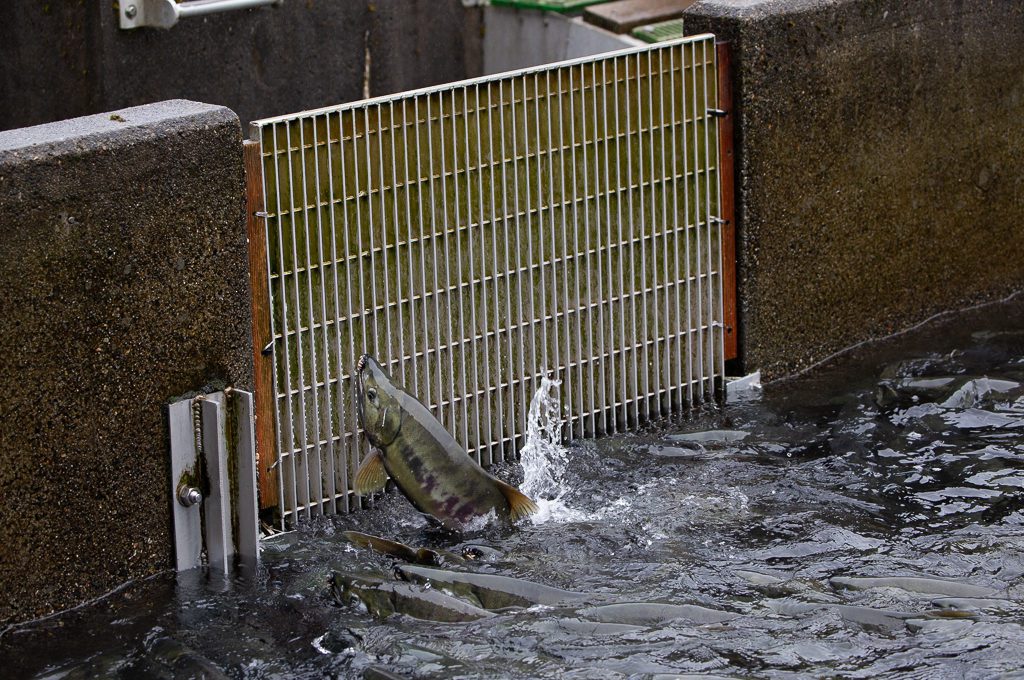 DIPAC's Macaulay Salmon Hatchery Juneau