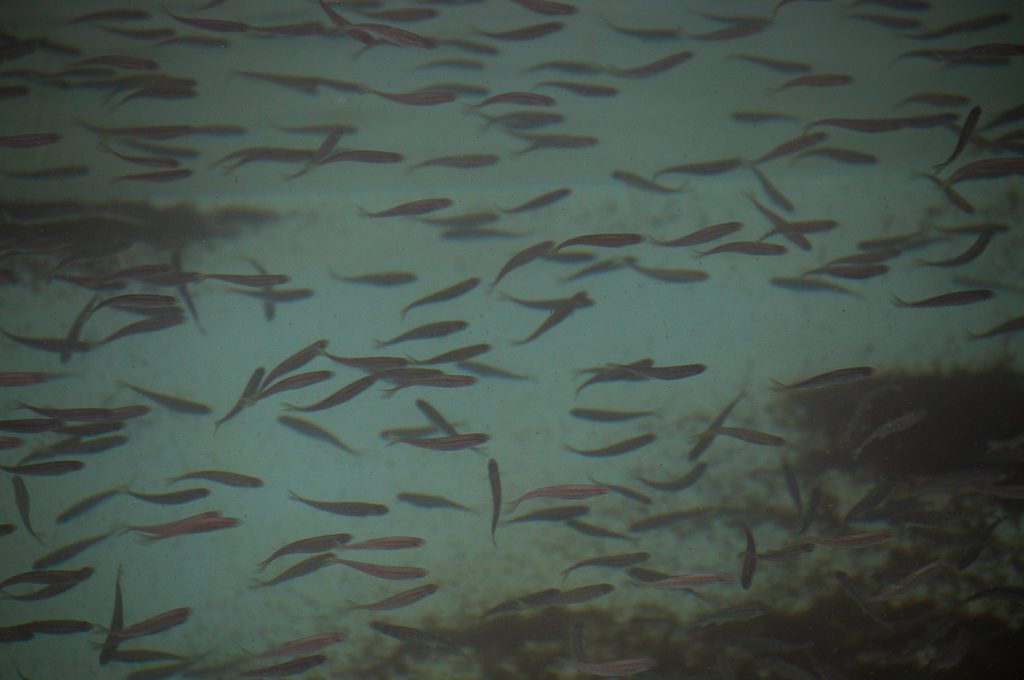 DIPAC's Macaulay Salmon Hatchery Juneau