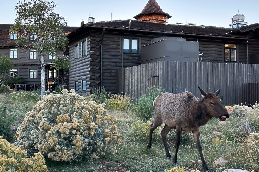 El Tovar Hotel Grand Canyon elk