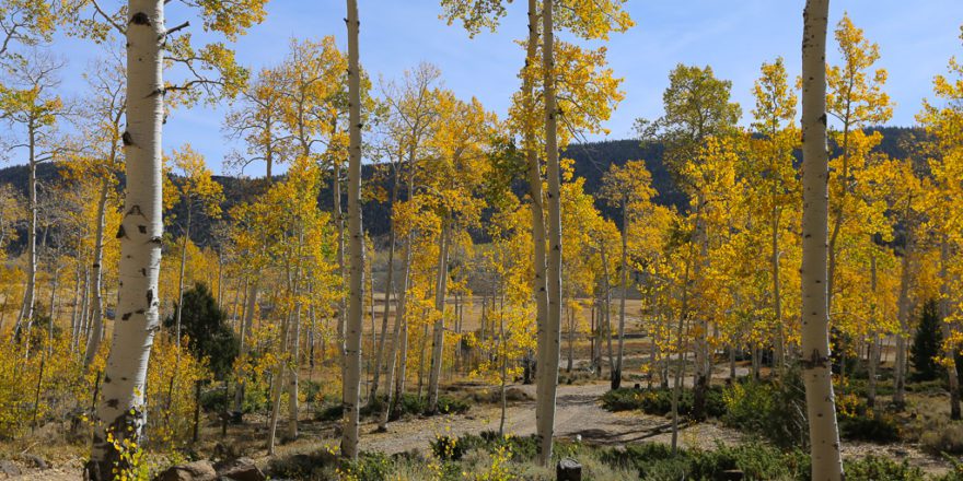 Visiting Pando Aspen Forest Ultimate Guide - UponArriving