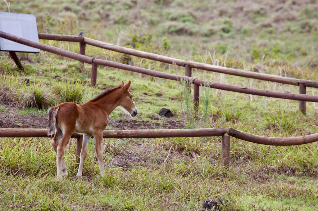 Easter Island horse