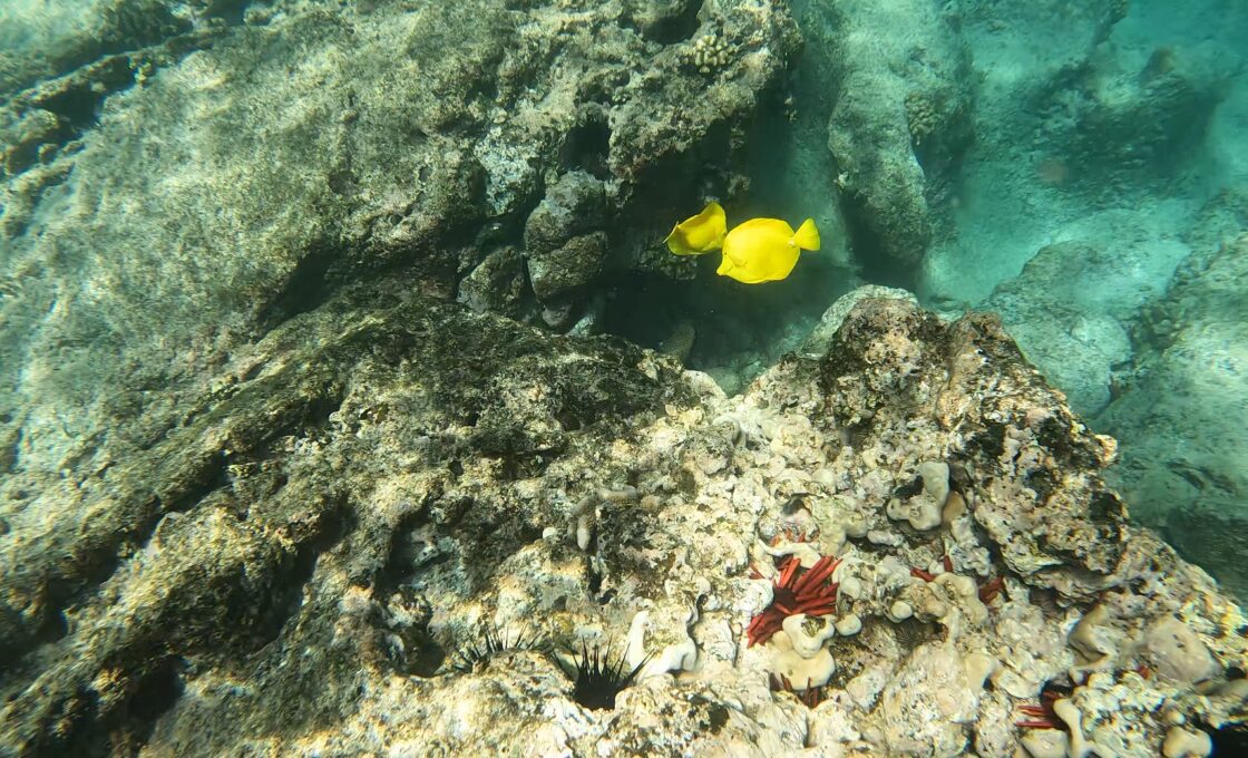 Snorkeling at Makalawena Beach 