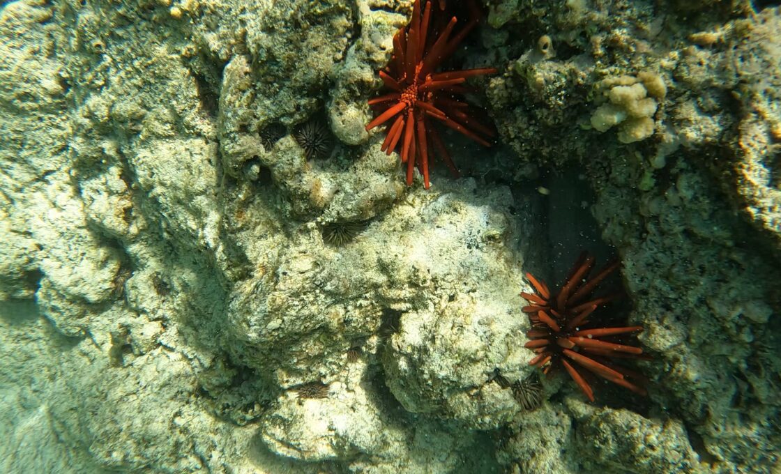 Snorkeling at Makalawena Beach 