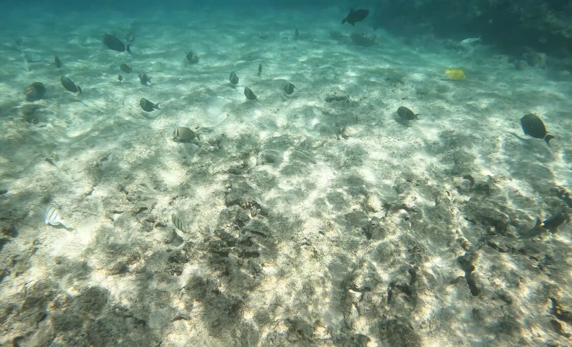 Snorkeling at Makalawena Beach